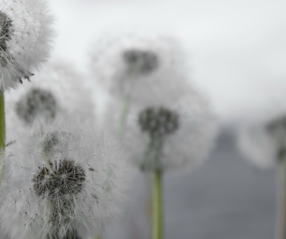 Обои цветы, природа, макро, одуванчики, flowers, nature, macro, dandelions разрешение 2560x1707 Загрузить