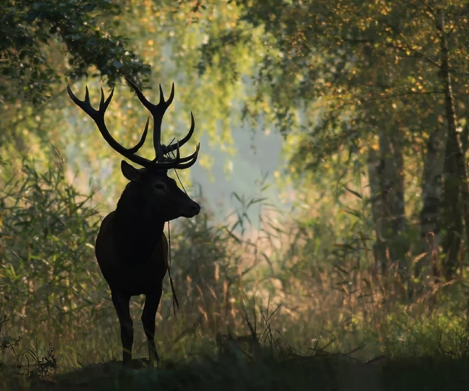 Обои природа, лес, олень, животное, рога, nature, forest, deer, animal, horns разрешение 1920x1280 Загрузить