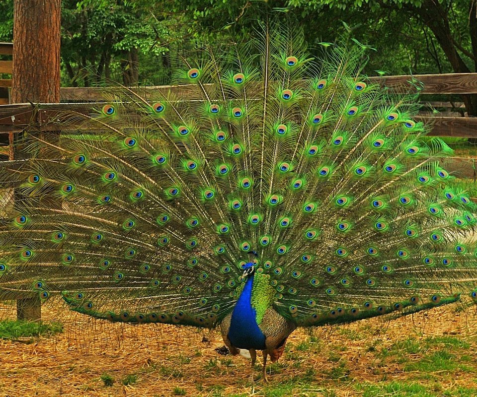 Обои природа, птица, павлин, перья, хвост, оперение, nature, bird, peacock, feathers, tail разрешение 2048x1253 Загрузить