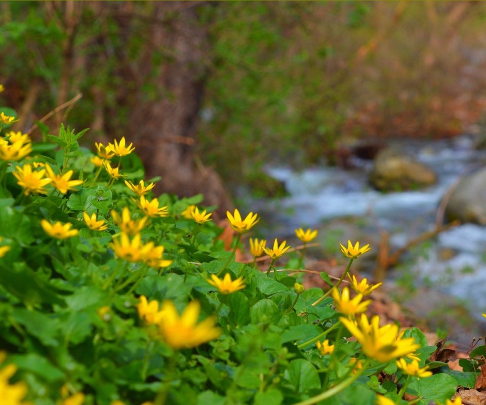 Обои цветы, природа, ручей, весна, лютик, желтые цветы, flowers, nature, stream, spring, buttercup, yellow flowers разрешение 3004x1905 Загрузить