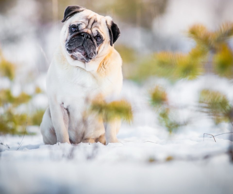 Обои снег, природа, мордочка, взгляд, собака, лапки, мопс, snow, nature, muzzle, look, dog, legs, pug разрешение 1920x1117 Загрузить