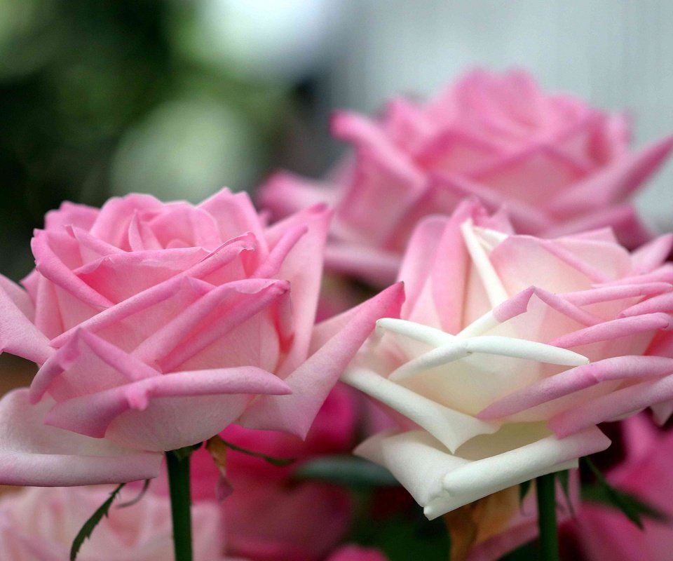 Обои цветы, розы, лепестки, нежность, flowers, roses, petals, tenderness разрешение 2048x1398 Загрузить
