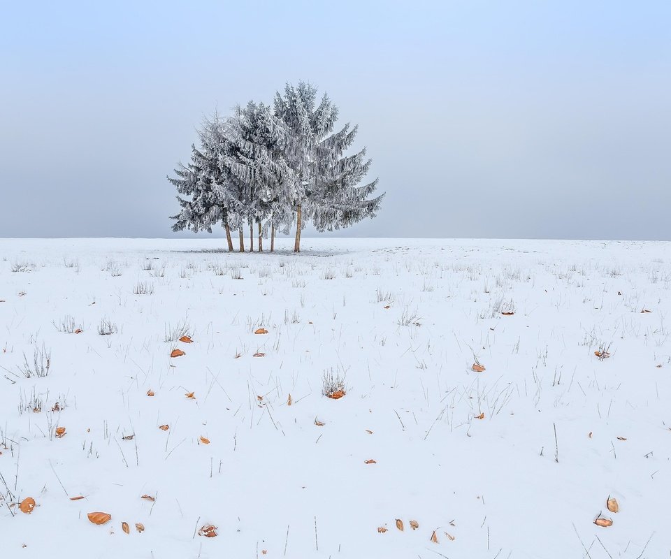 Обои небо, снег, дерево, зима, поле, the sky, snow, tree, winter, field разрешение 2048x1365 Загрузить