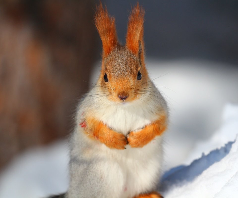 Обои снег, усы, животное, белка, белочка, snow, mustache, animal, protein, squirrel разрешение 1920x1280 Загрузить