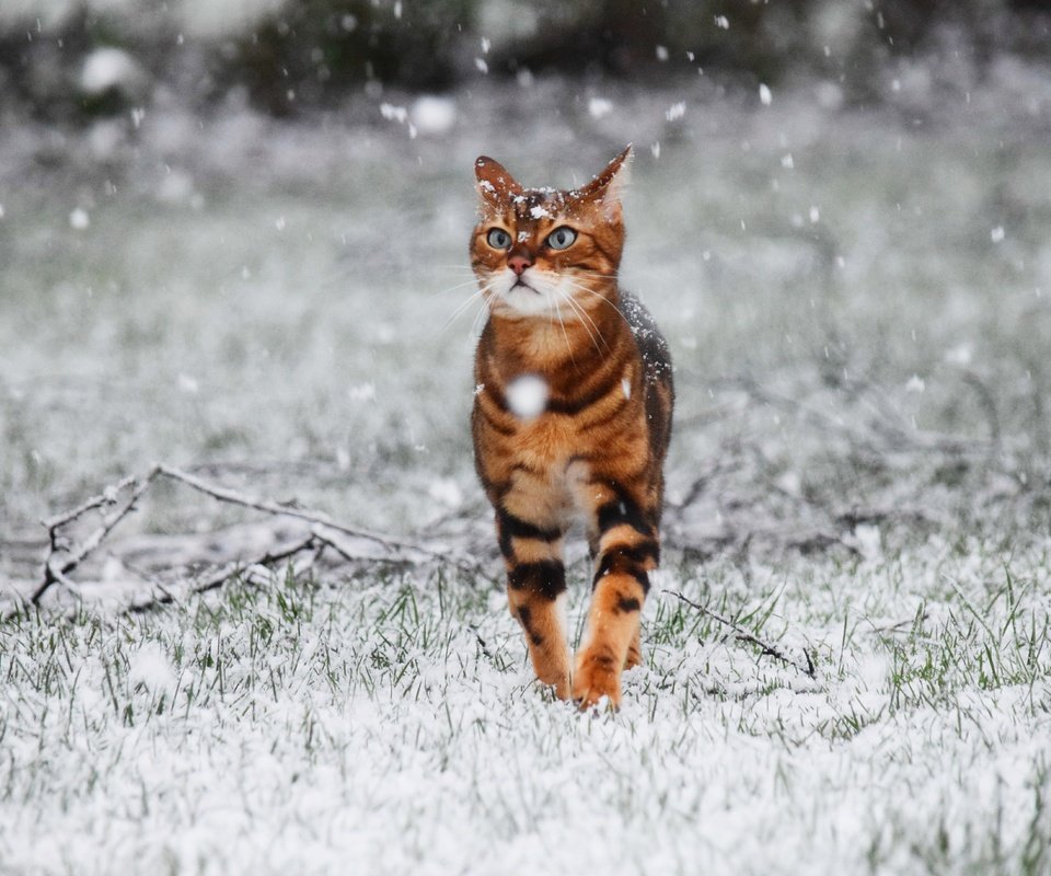 Обои снег, зима, кот, кошка, прогулка, snow, winter, cat, walk разрешение 5490x3660 Загрузить