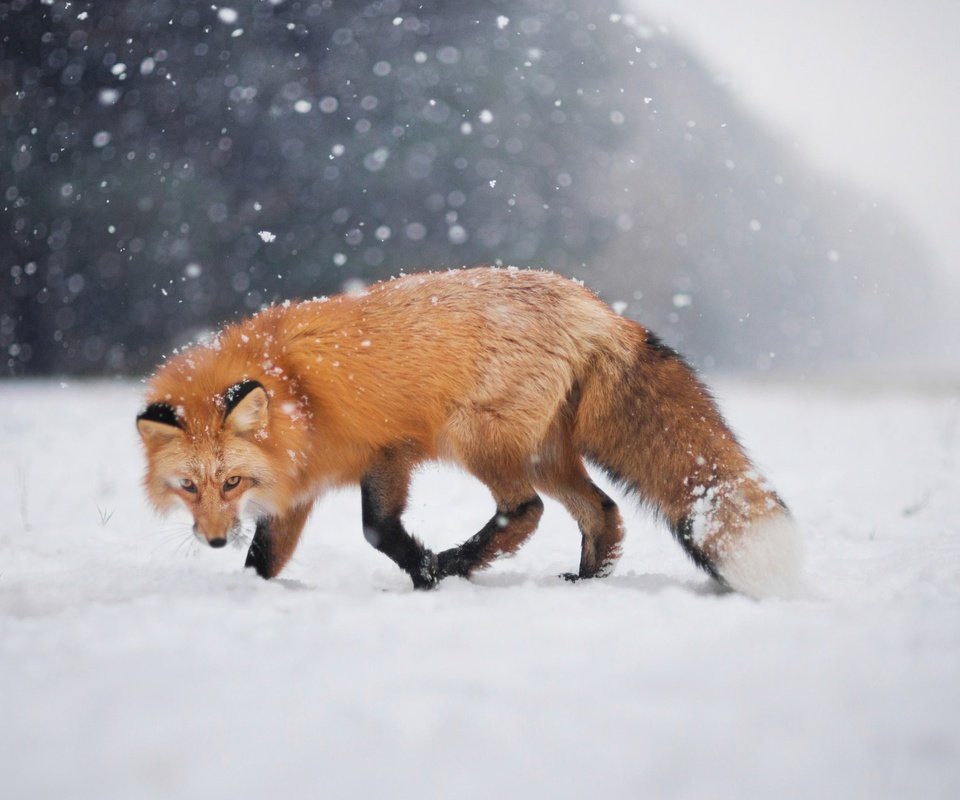 Обои снег, зима, взгляд, лиса, лисица, боке, snow, winter, look, fox, bokeh разрешение 2048x1367 Загрузить