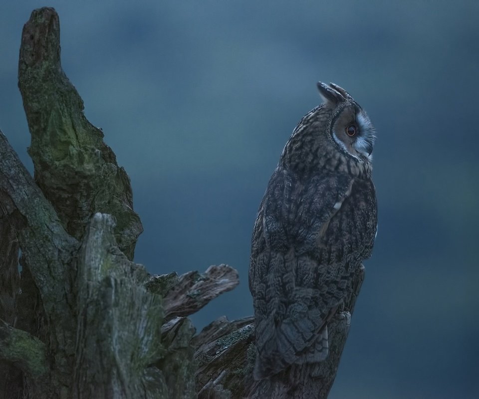 Обои сова, фон, профиль, птица, коряга, ушастая сова, owl, background, profile, bird, snag, long-eared owl разрешение 2048x1367 Загрузить