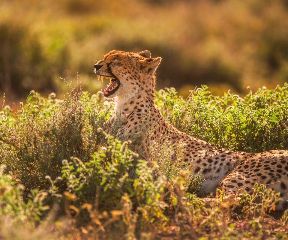 Обои свет, хищник, зубы, пасть, гепард, зевает, light, predator, teeth, mouth, cheetah, yawns разрешение 2500x1406 Загрузить