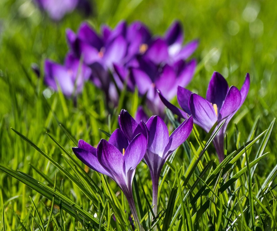 Обои цветы, весна, крокусы, боке, шафран, flowers, spring, crocuses, bokeh, saffron разрешение 2048x1536 Загрузить