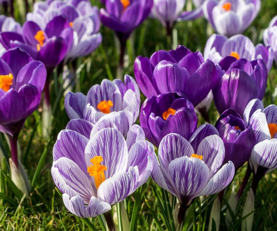 Обои цветы, весна, сиреневый, крокусы, шафран, flowers, spring, lilac, crocuses, saffron разрешение 2048x1361 Загрузить