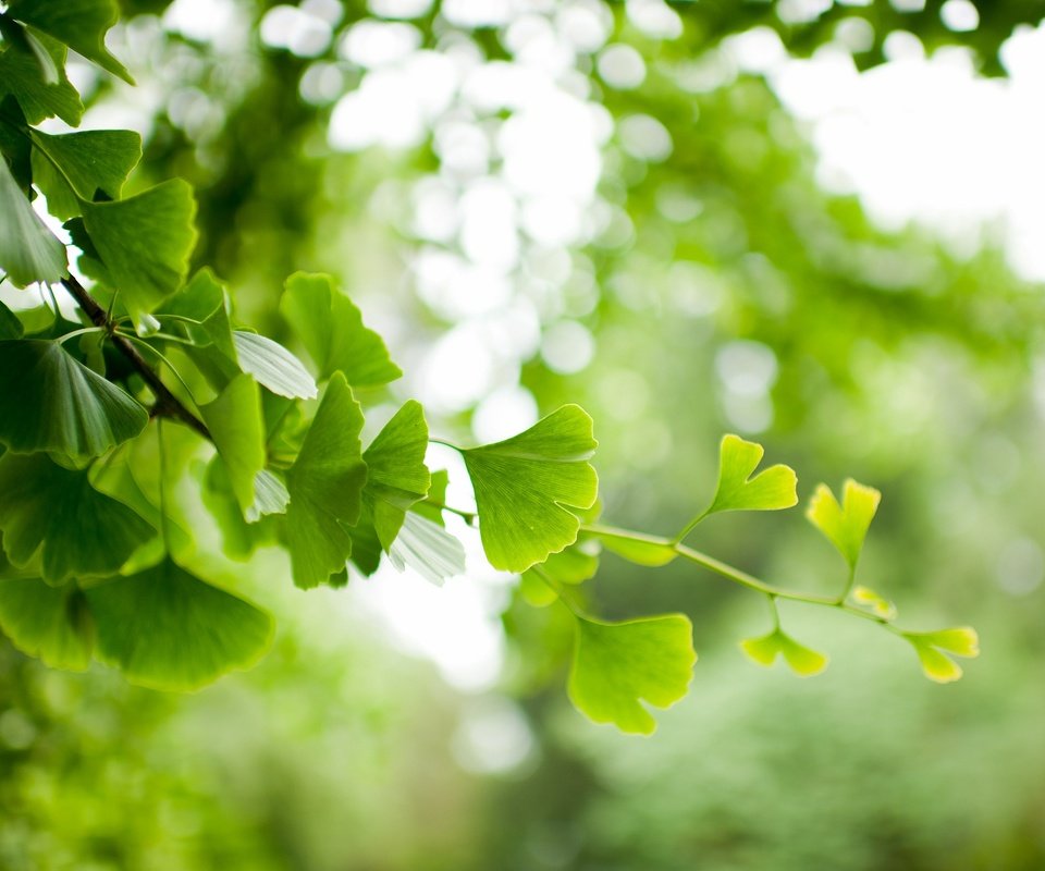 Обои ветка, природа, дерево, листья, фон, ветки, размытость, гинкго, branch, nature, tree, leaves, background, branches, blur, ginkgo разрешение 2048x1363 Загрузить