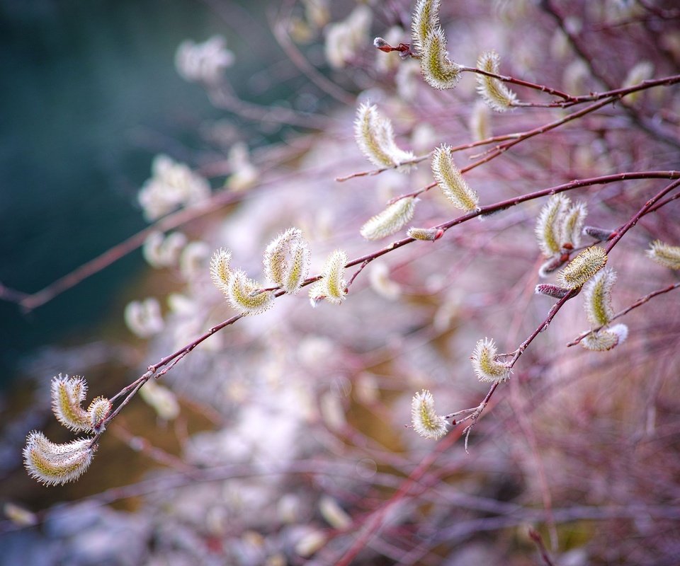 Обои ветка, природа, размытость, весна, верба, branch, nature, blur, spring, verba разрешение 4704x3136 Загрузить