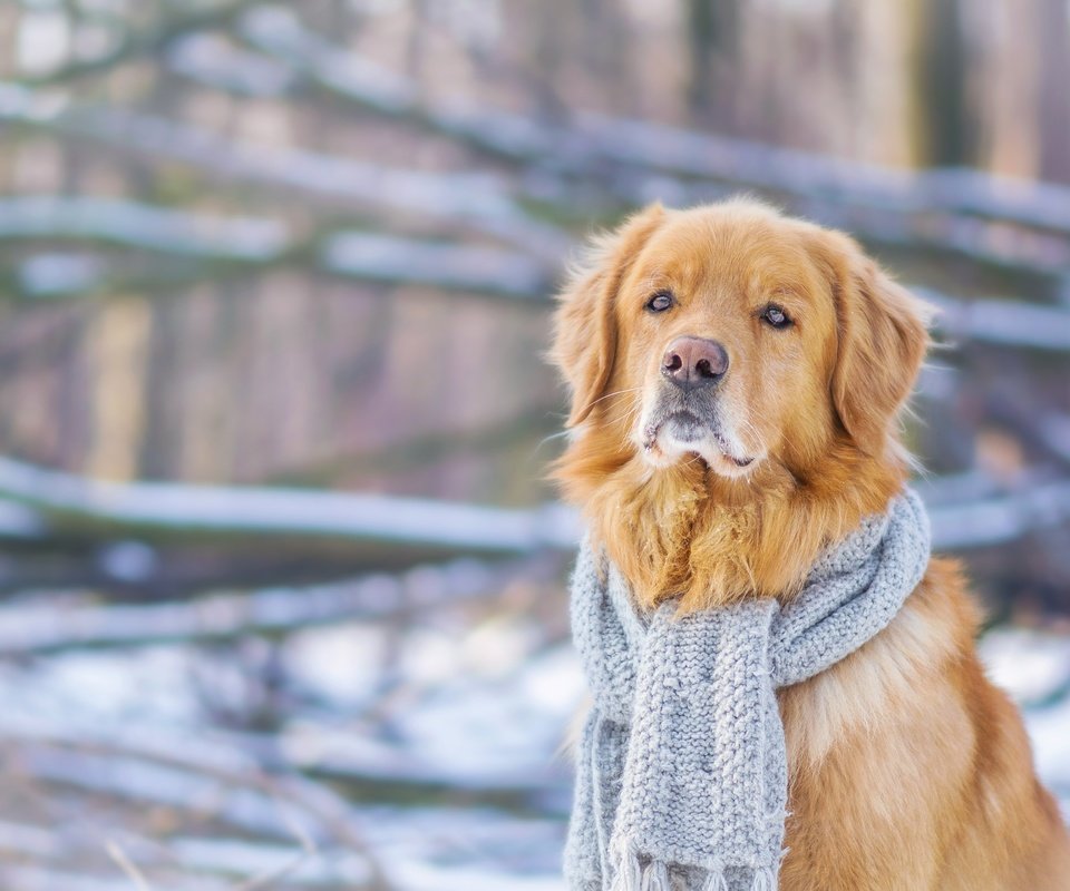 Обои зима, мордочка, взгляд, собака, шарф, золотистый ретривер, winter, muzzle, look, dog, scarf, golden retriever разрешение 4608x3072 Загрузить