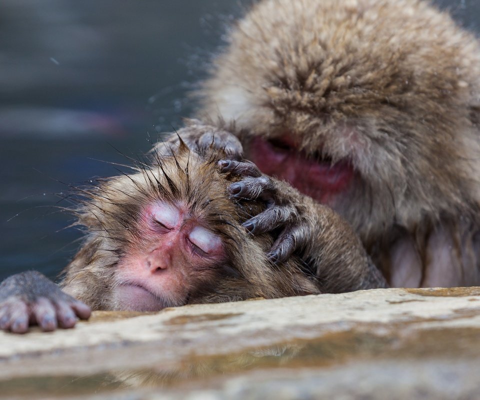 Обои забота, обезьяна, обезьяны, японские макаки, care, monkey, japanese macaque разрешение 2048x1365 Загрузить