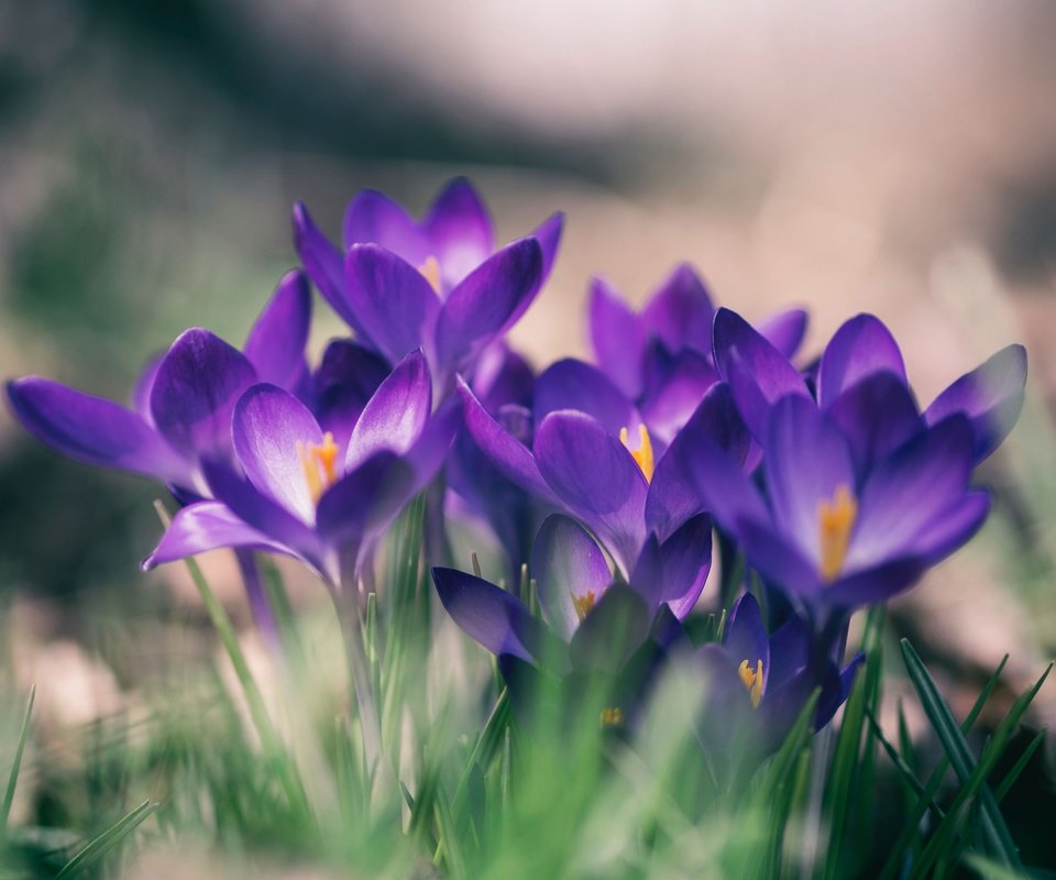 Обои цветы, весна, фиолетовые, крокусы, flowers, spring, purple, crocuses разрешение 3840x2880 Загрузить