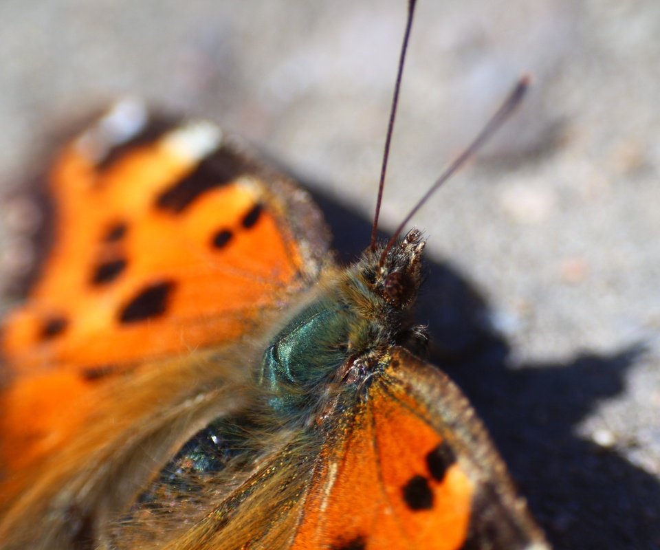 Обои насекомое, бабочка, тень, крылышки, insect, butterfly, shadow, wings разрешение 1920x1280 Загрузить