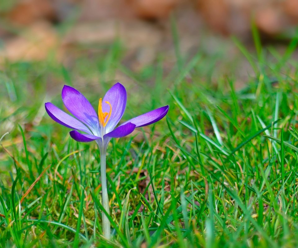 Обои трава, цветок, весна, крокус, grass, flower, spring, krokus разрешение 2880x1819 Загрузить