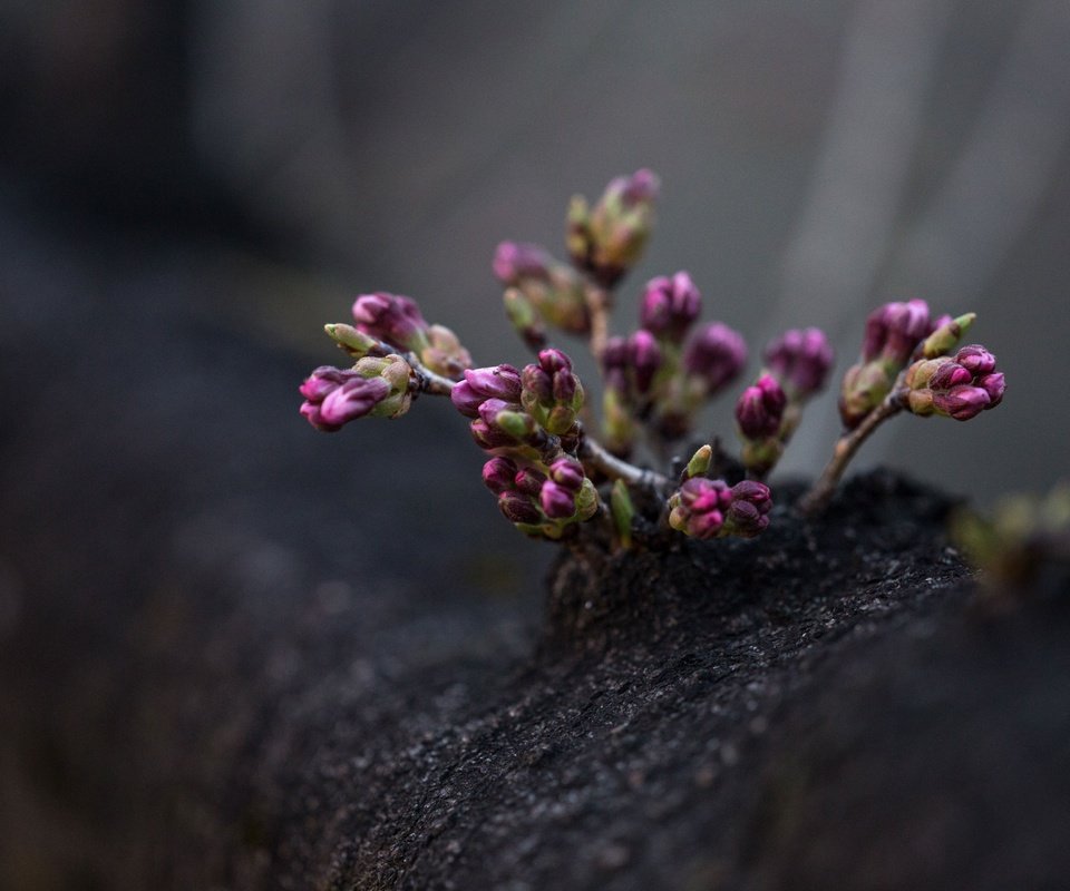 Обои цветы, дерево, цветение, весна, фиолетовые, flowers, tree, flowering, spring, purple разрешение 3840x2560 Загрузить