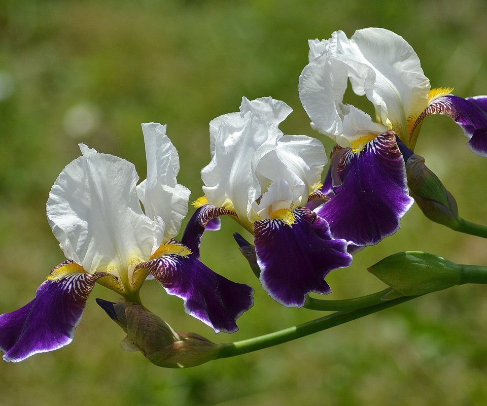 Обои цветы, лепестки, ирисы, флора, flowers, petals, irises, flora разрешение 2048x1365 Загрузить