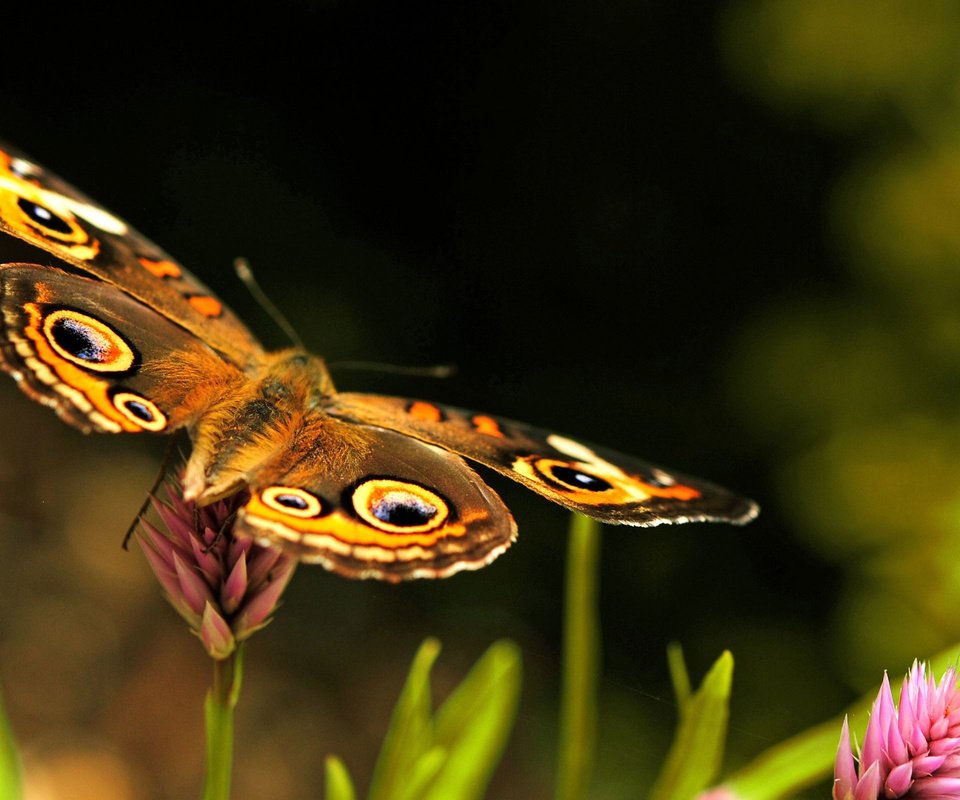 Обои цветы, макро, насекомое, бабочка, размытость, flowers, macro, insect, butterfly, blur разрешение 2560x1600 Загрузить