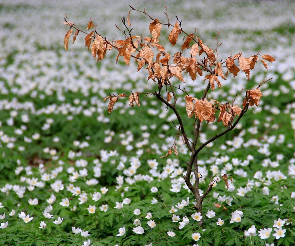 Обои цветы, природа, поле, весна, куст, flowers, nature, field, spring, bush разрешение 2560x1599 Загрузить