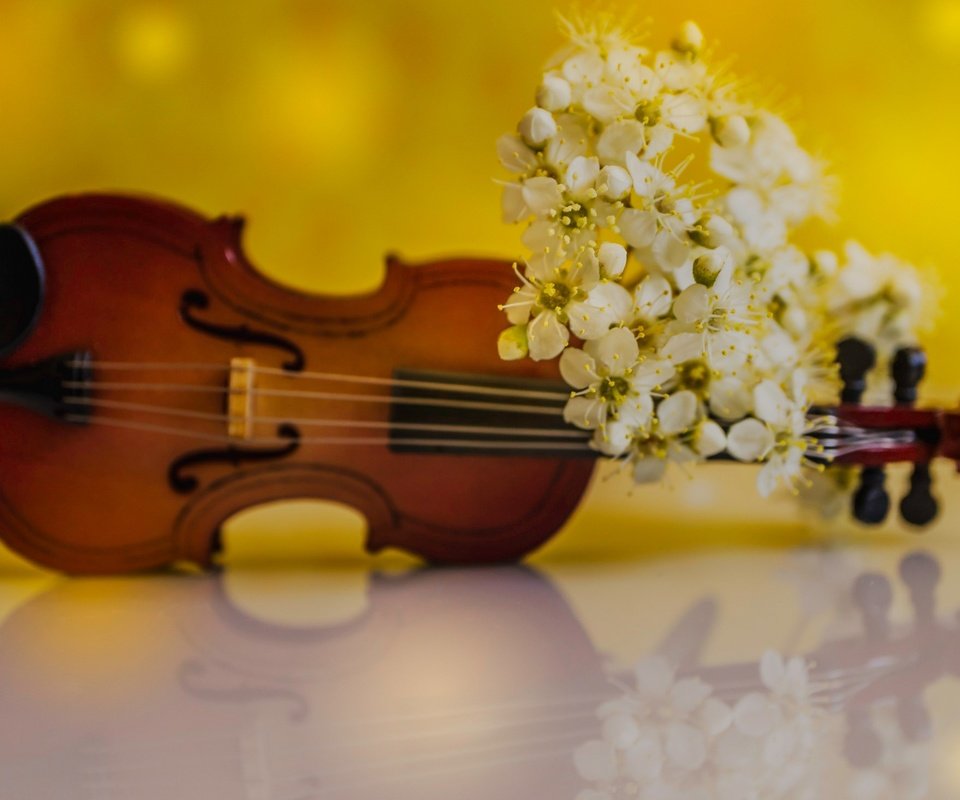 Обои цветы, отражение, скрипка, лепестки, весна, flowers, reflection, violin, petals, spring разрешение 2048x1464 Загрузить