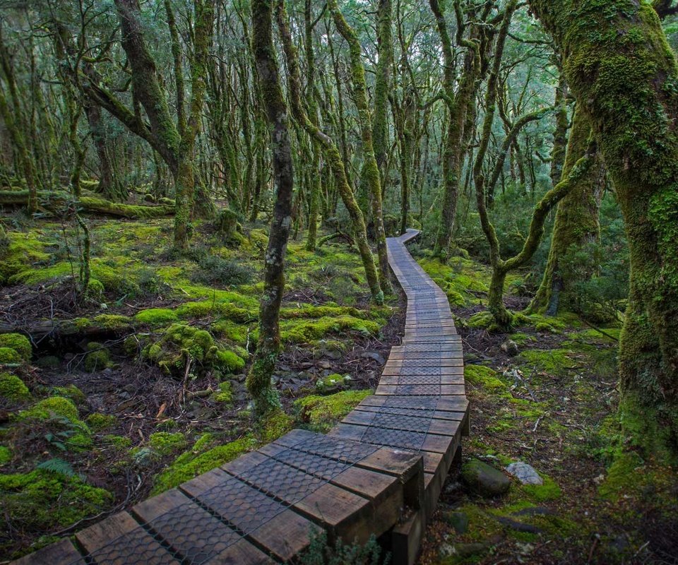 Обои деревья, лес, дорожка, мох, австралия, тасмания, настил, trees, forest, track, moss, australia, tasmania, flooring разрешение 1920x1080 Загрузить