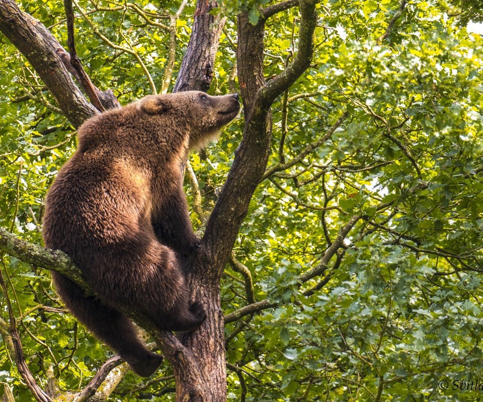 Обои дерево, медведь, на дереве, бурый медведь, tree, bear, on the tree, brown bear разрешение 2500x1667 Загрузить