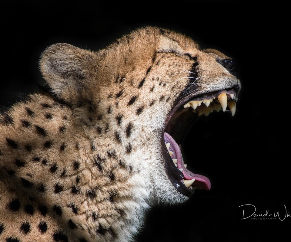 Обои кошка, черный фон, зверь, пасть, гепард, david whelan photography, cat, black background, beast, mouth, cheetah разрешение 4763x3163 Загрузить