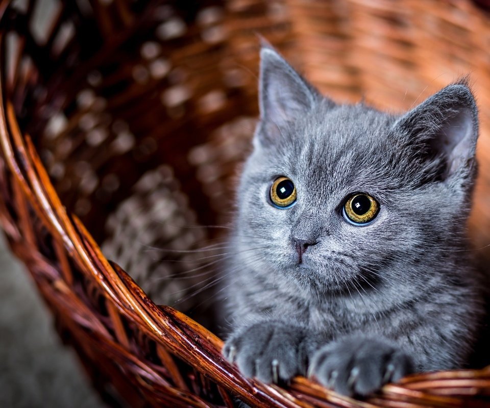 Обои глаза, усы, кошка, взгляд, котенок, серый, корзинка, к, eyes, mustache, cat, look, kitty, grey, basket, to разрешение 2048x1366 Загрузить