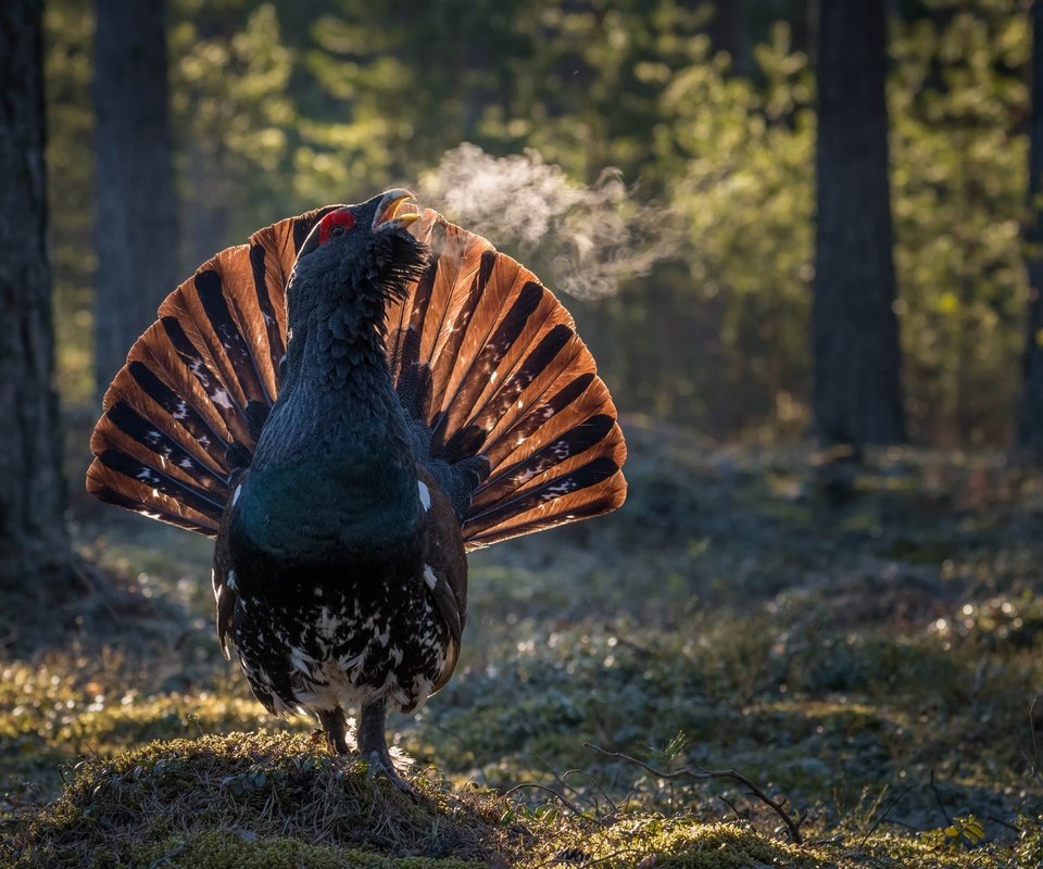 Обои лес, птицы, птица, клюв, перья, хвост, глухарь, forest, birds, bird, beak, feathers, tail, grouse разрешение 3000x2000 Загрузить