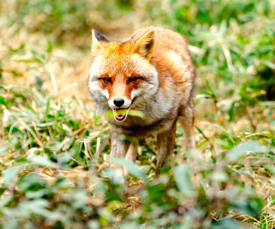 Обои глаза, морда, трава, взгляд, лиса, лисица, животное, eyes, face, grass, look, fox, animal разрешение 3840x2560 Загрузить