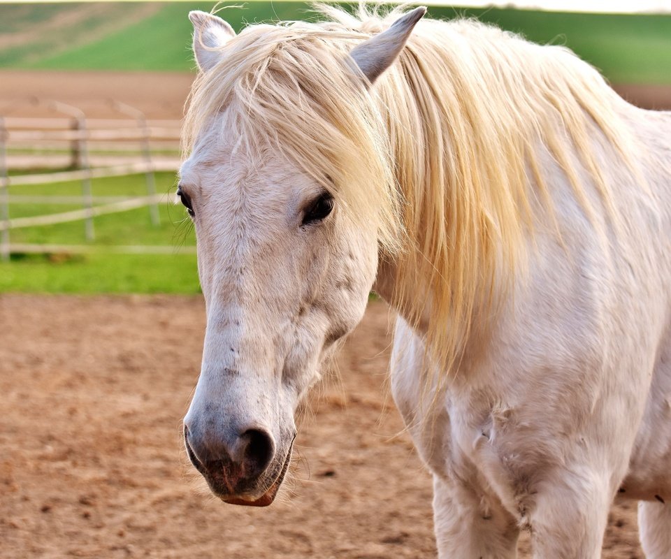 Обои глаза, морда, лошадь, взгляд, конь, грива, белая, eyes, face, horse, look, mane, white разрешение 3840x2560 Загрузить