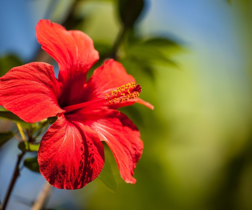 Обои макро, цветок, лепестки, боке, гибискус, macro, flower, petals, bokeh, hibiscus разрешение 2048x1365 Загрузить