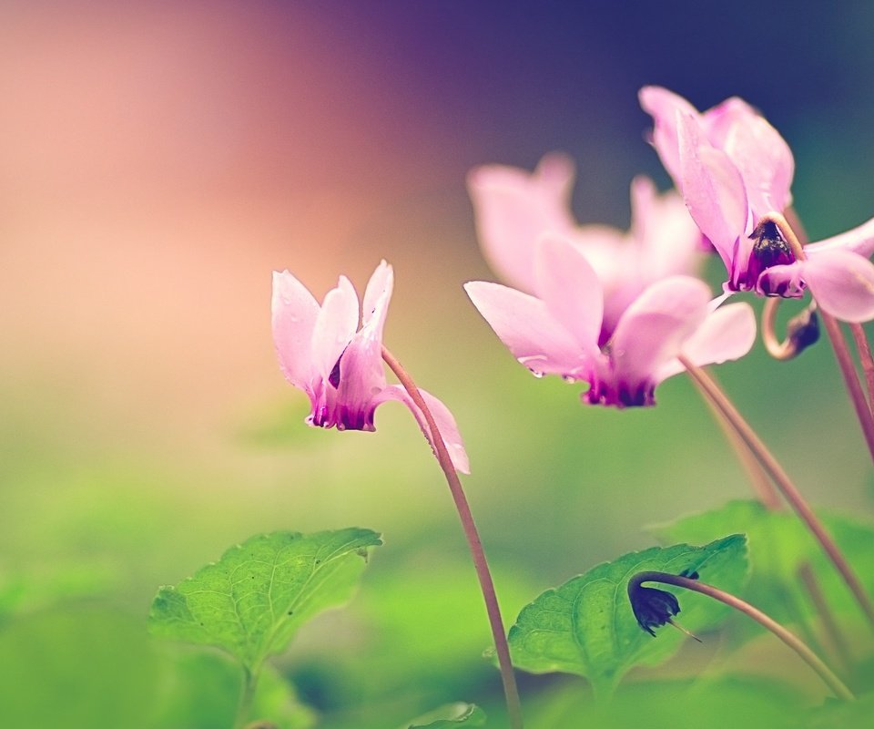 Обои макро, цветок, лепестки, цикламены, macro, flower, petals, cyclamen разрешение 2048x1365 Загрузить