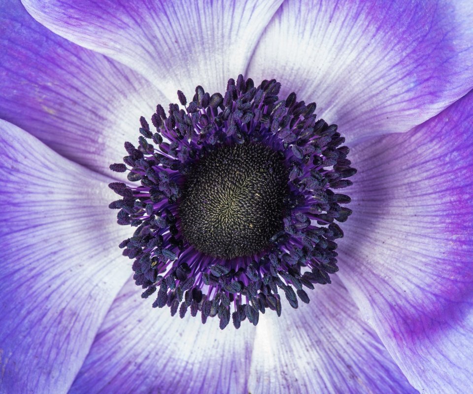 Обои макро, цветок, лепестки, фиолетовый, анемон, macro, flower, petals, purple, anemone разрешение 6016x4016 Загрузить