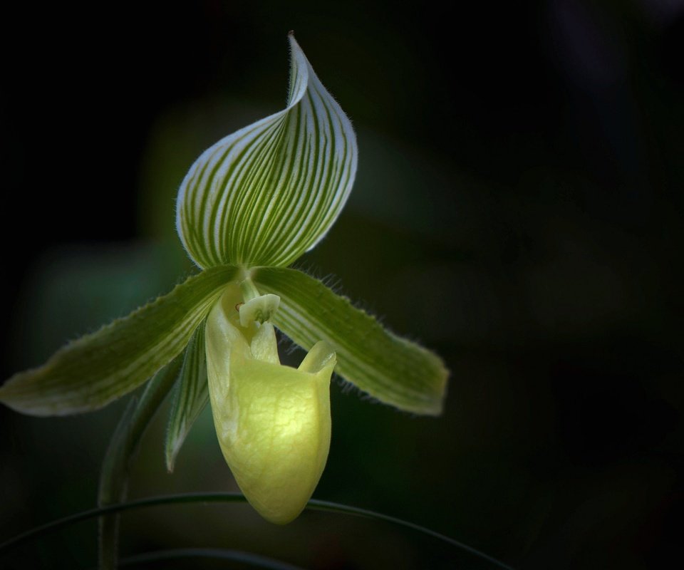 Обои макро, цветок, лепестки, орхидея, macro, flower, petals, orchid разрешение 2048x1360 Загрузить