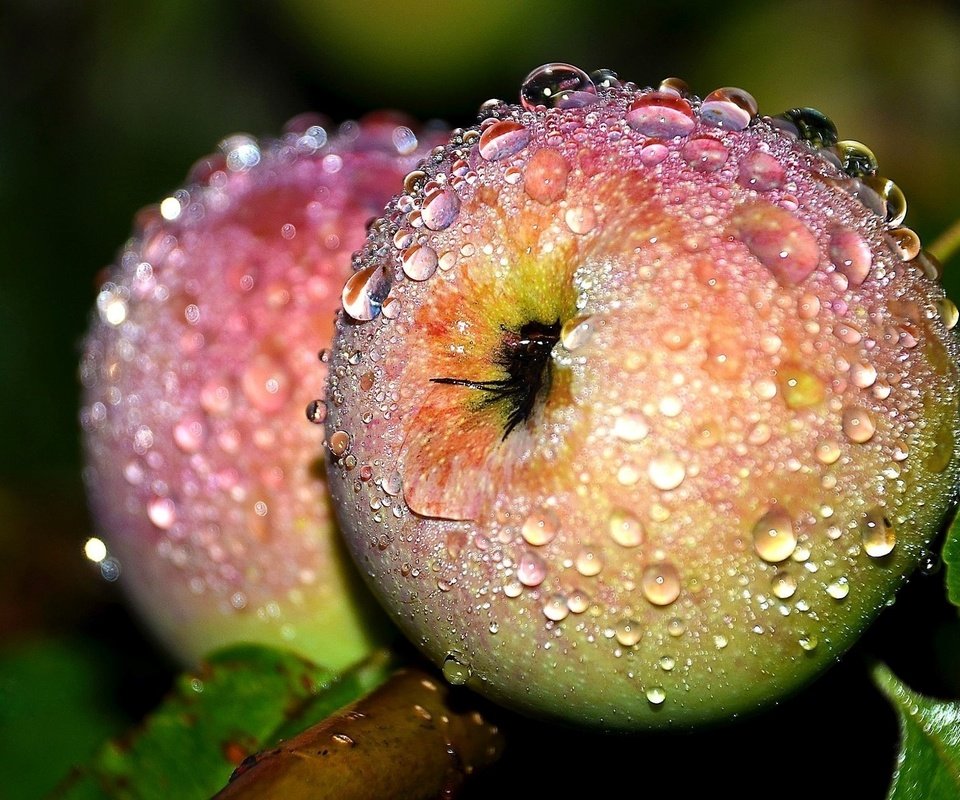 Обои макро, роса, капли, фрукты, яблоки, плоды, macro, rosa, drops, fruit, apples разрешение 2000x1324 Загрузить