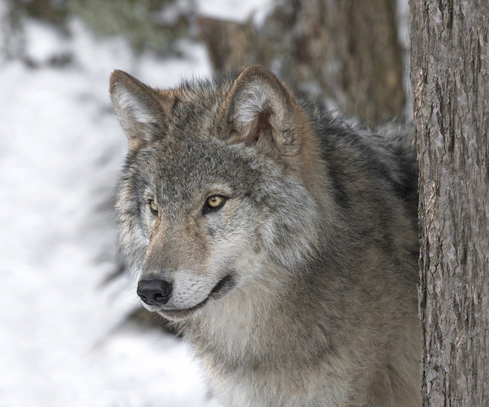 Обои морда, взгляд, хищник, волк, face, look, predator, wolf разрешение 2048x1365 Загрузить