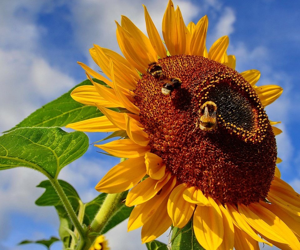 Обои небо, насекомое, цветок, подсолнух, пчела, шмель, the sky, insect, flower, sunflower, bee, bumblebee разрешение 1920x1080 Загрузить