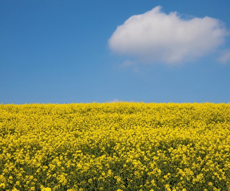 Обои небо, цветы, облака, солнце, поле, рапс, the sky, flowers, clouds, the sun, field, rape разрешение 3000x2020 Загрузить