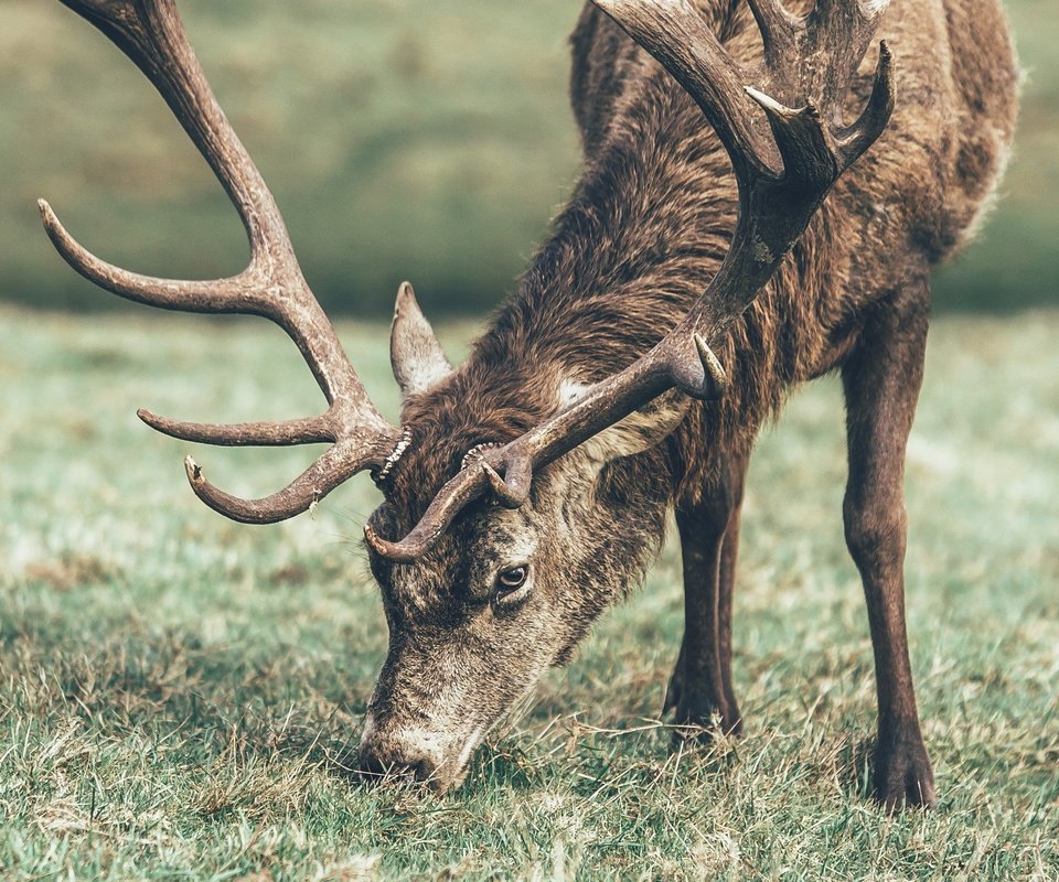 Обои трава, олень, животное, рога, grass, deer, animal, horns разрешение 2560x1600 Загрузить