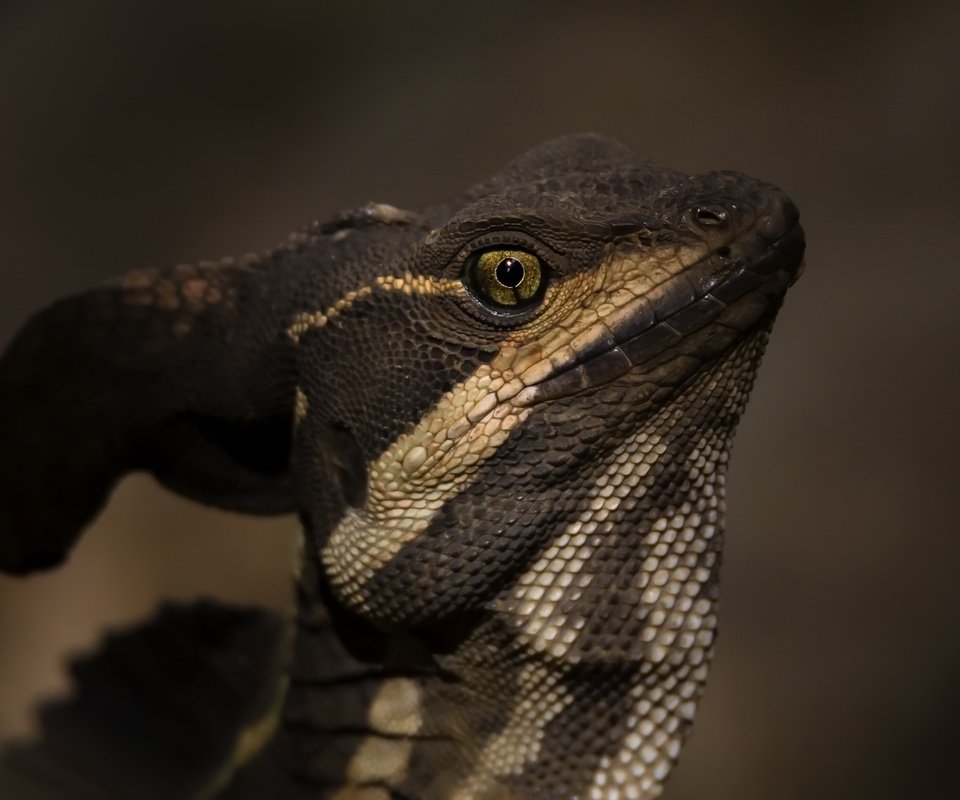 Обои природа, ящерица, василиск, basiliscus basiliscus, jezus christ lizard, nature, lizard, basilisk разрешение 2400x1426 Загрузить