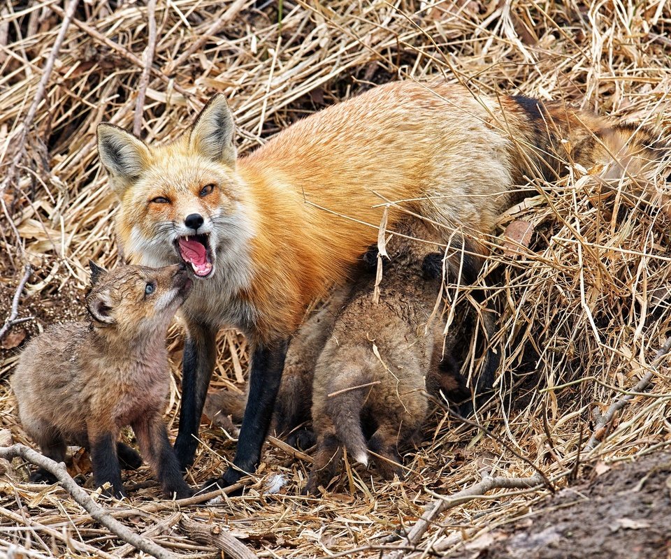 Обои природа, фон, лисица, лисята, лисы, nature, background, fox, cubs разрешение 2048x1365 Загрузить