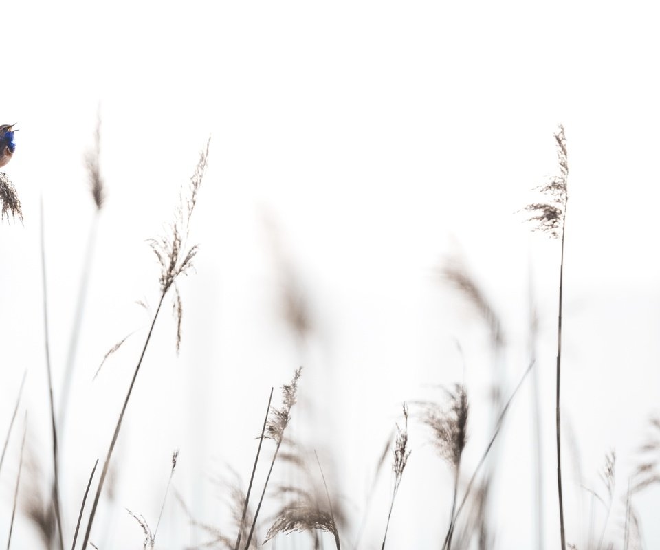 Обои трава, природа, фон, птица, колоски, grass, nature, background, bird, spikelets разрешение 3821x2139 Загрузить