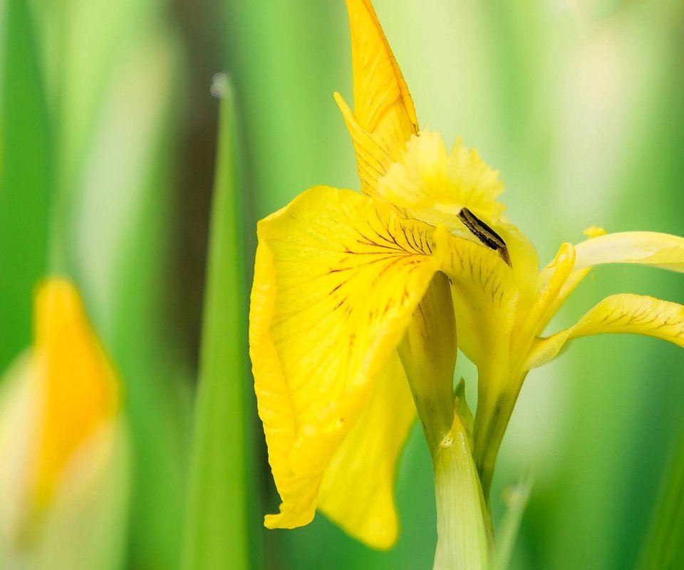 Обои природа, желтый, макро, цветок, лепестки, ирис, nature, yellow, macro, flower, petals, iris разрешение 2048x1368 Загрузить