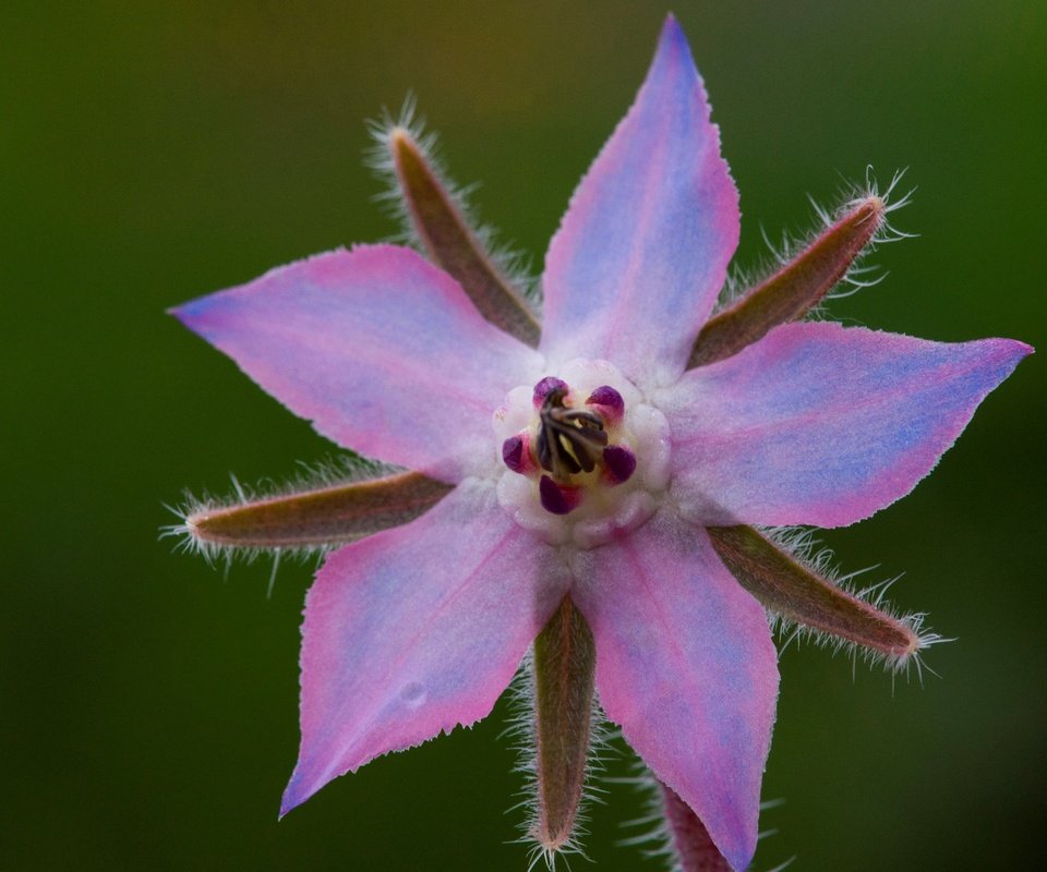 Обои природа, макро, лепестки, огуречник, огуречная трава, nature, macro, petals, borage разрешение 2880x1828 Загрузить