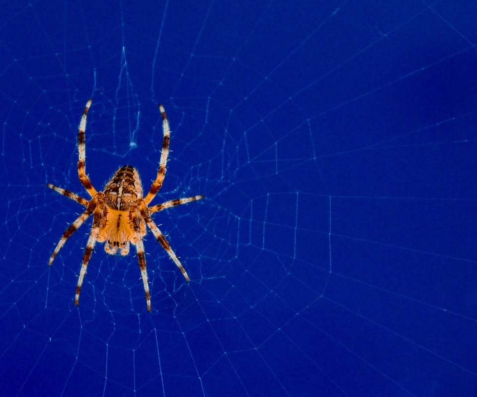 Обои природа, паук, паутина, nature, spider, web разрешение 2048x1344 Загрузить