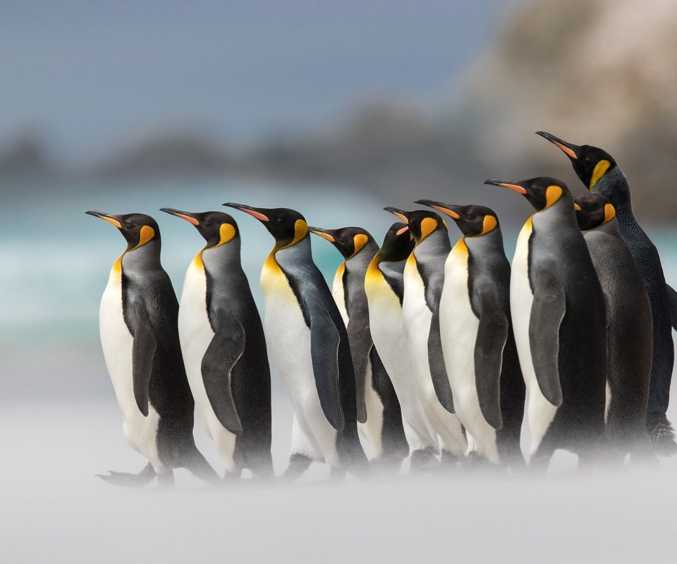 Обои птицы, пингвины, королевский пингвин, birds, penguins, royal penguin разрешение 2000x1414 Загрузить