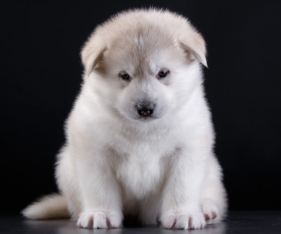 Обои глаза, мордочка, взгляд, собака, щенок, порода, акита, eyes, muzzle, look, dog, puppy, breed, akita разрешение 3000x2072 Загрузить